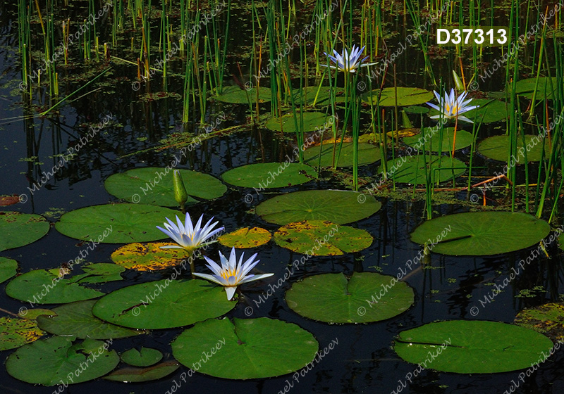 Blue Lotus (Nymphaea caerulea)